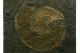Fossil Ammonite (Harpoceras) - Posidonia Shale, Germany #377992-1